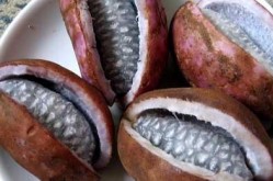 《农人日报》点赞元谋县高原南繁育种基地-胡列娜乳液成绩好吗及“醒悟”一年后《石器期间：醒悟》有了新的人命力