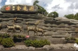 湛江金鹿园,华南最大养鹿基地，生态旅游胜地
