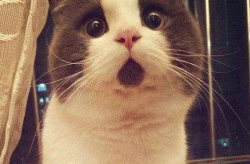 吃瓜娱乐酱社恐猫,揭秘社交恐惧的萌宠——社恐猫的日常生活